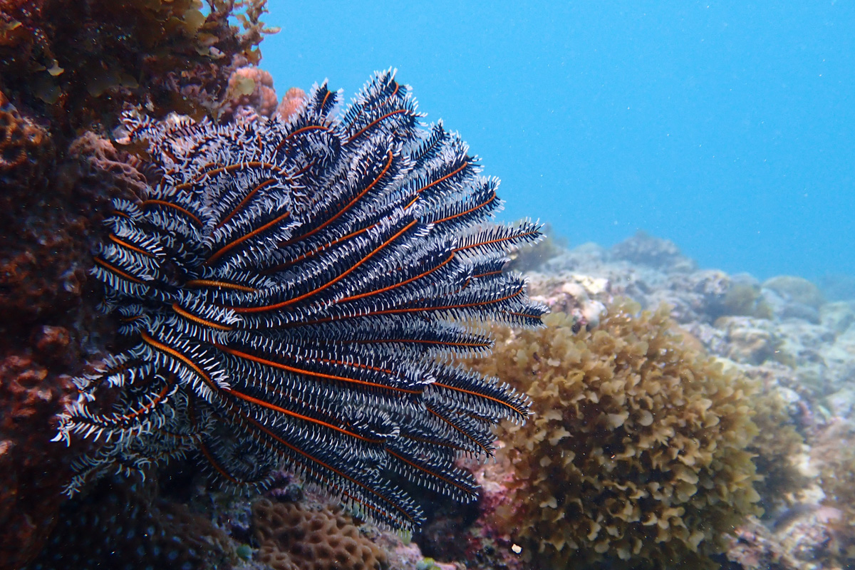 Feather Stars