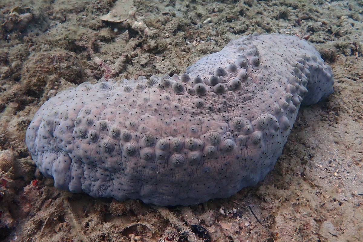 Curryfish Sea Cucumber ヨコスジオオナマコ