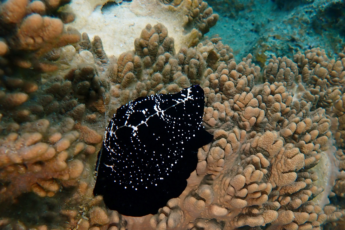 Egg Cowry ウミウサギガイ