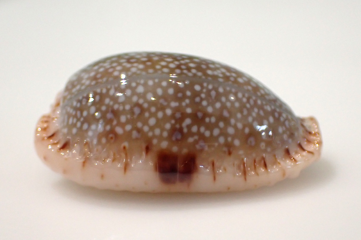 Eroded Cowry コモンダカラ