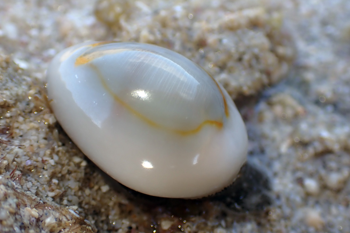 Gold Ring Cowry ハナビラダカラ