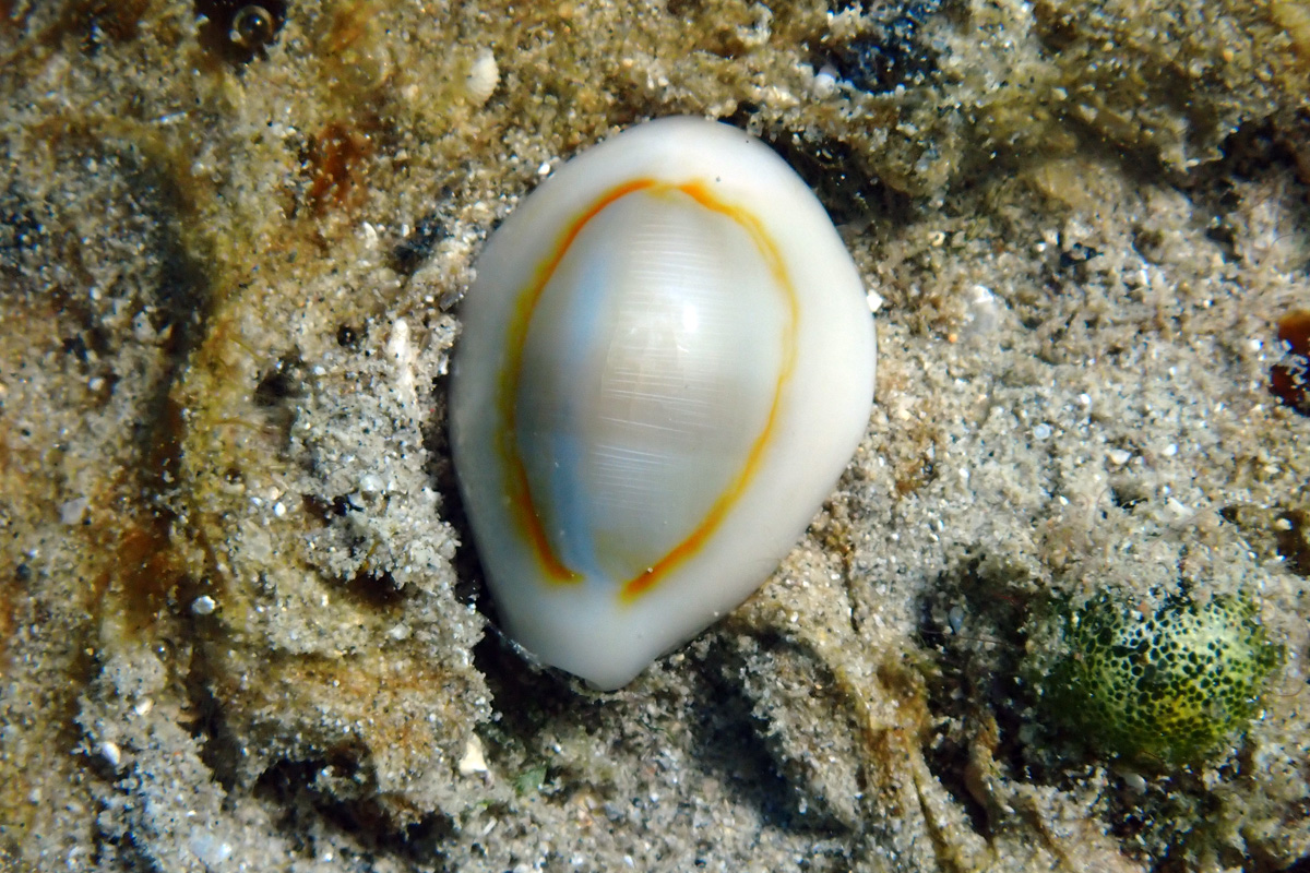 Gold Ring Cowry – ハナビラダカラ
