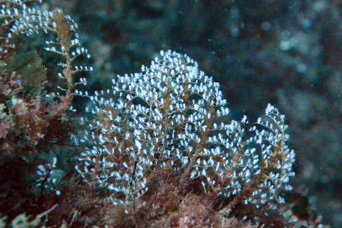 Hydroids