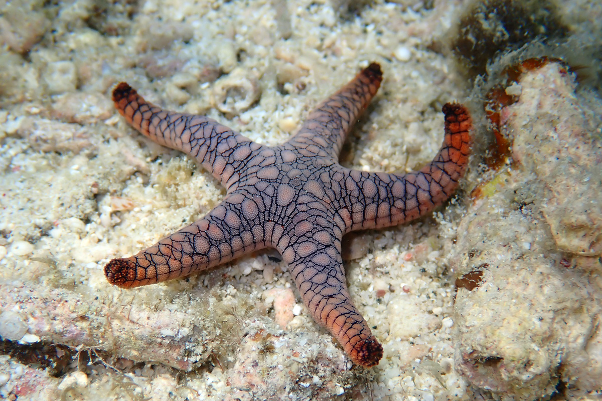 Indian Sea Star アミメジュズベリヒトデ