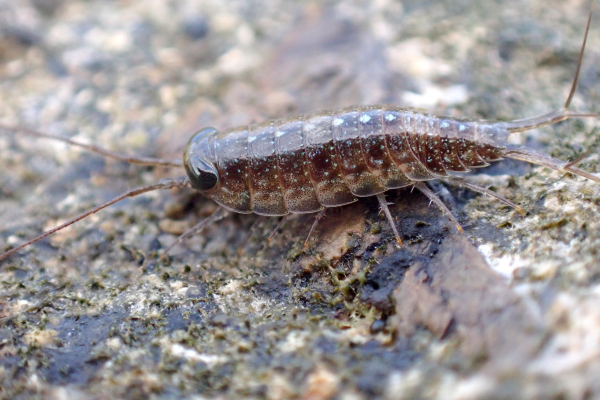 Wharf Roach リュウキュウフナムシ