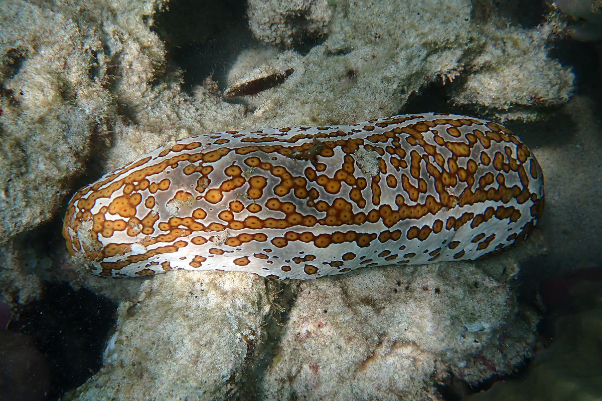 Leopard Sea Cucumber ジャノメナマコ