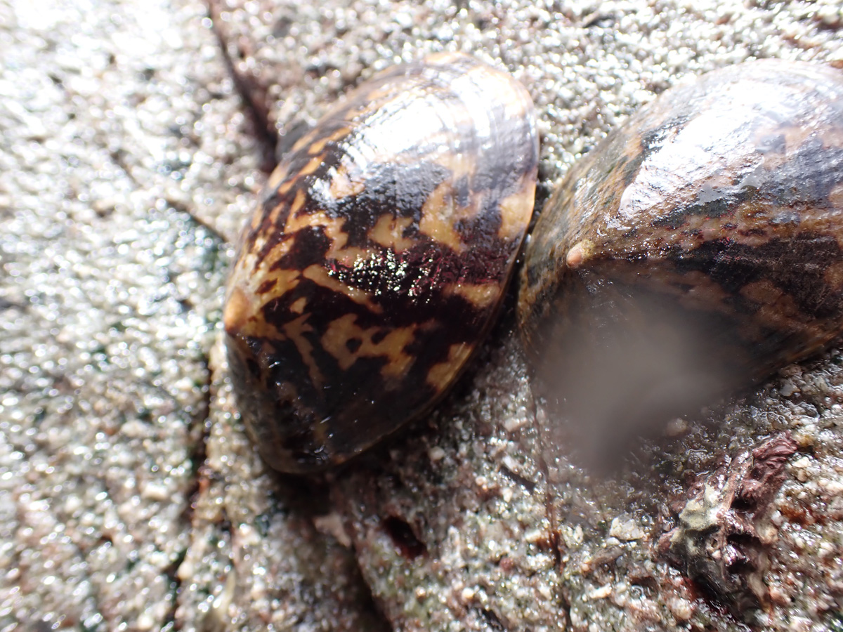 Turtle Limpet オオベッコウガサ