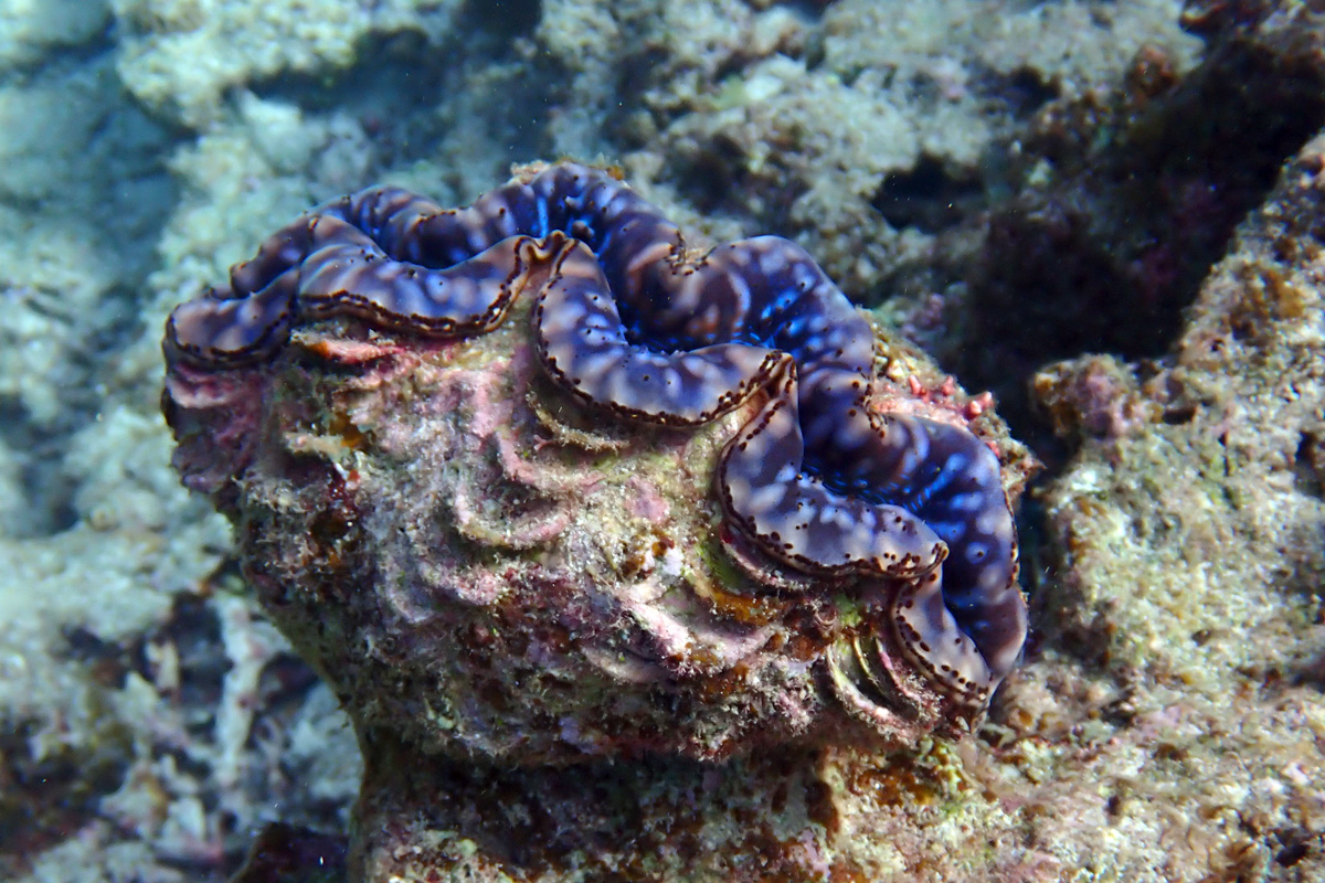 Small Giant Clam シラナミガイ