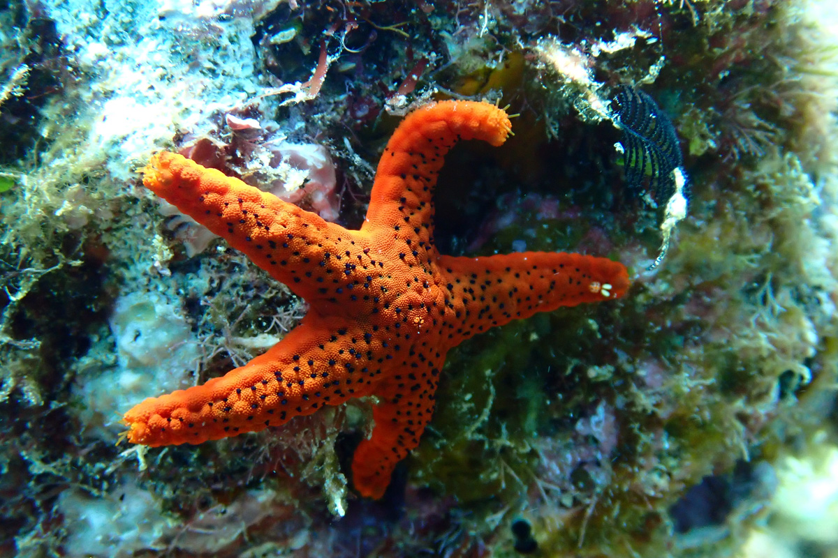 Black Spotted Starfish アカヒメジュズベリヒトデ