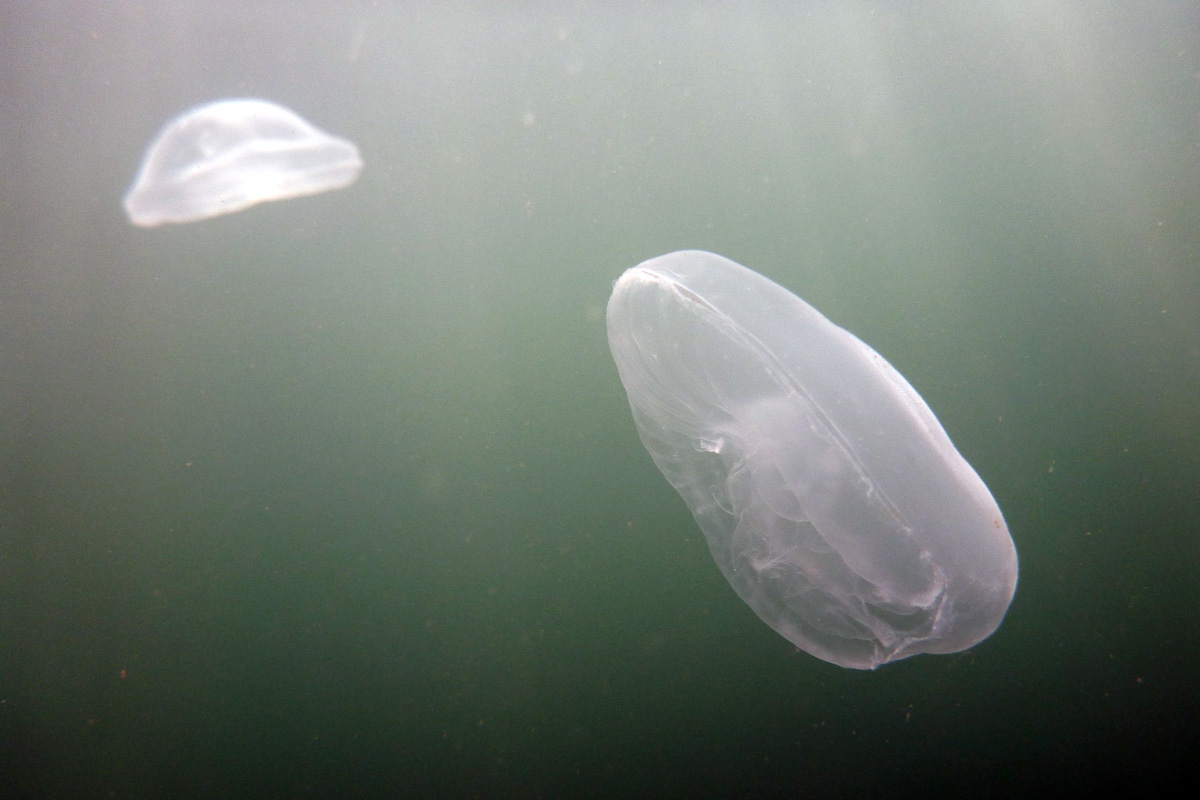 Moon Jellyfish ミズクラゲ