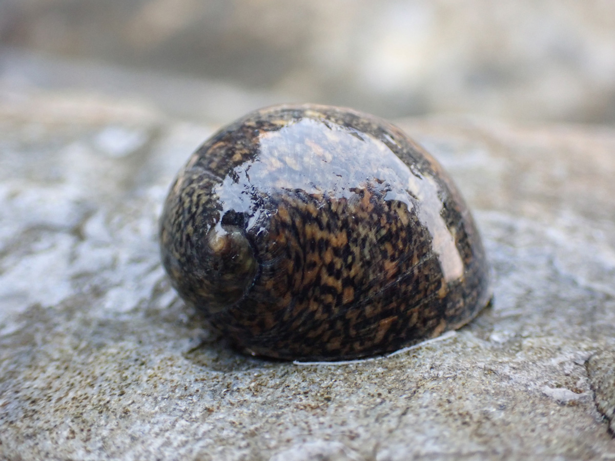 Nerite オオアマガイ