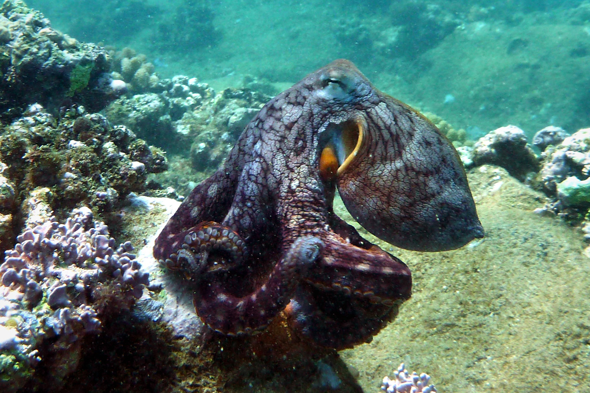 Octopus – タコ – ワモンダコ – He’e Mauli
