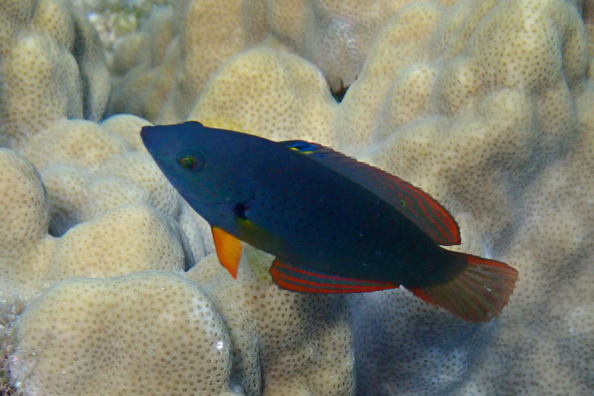 Orangefin Wrasse ムナテンベラ