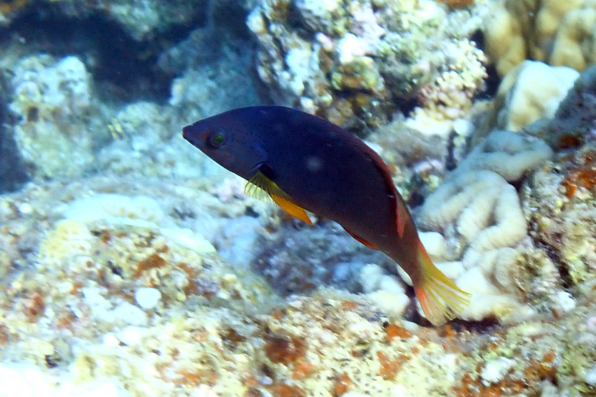 Orangefin Wrasse ムナテンベラ