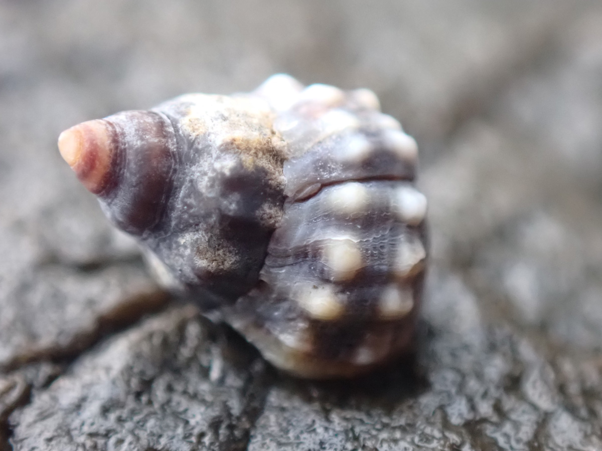 Warty Periwinkle イボタマキビ