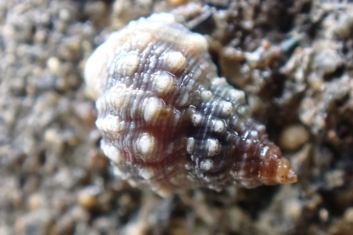 Warty Periwinkle イボタマキビ