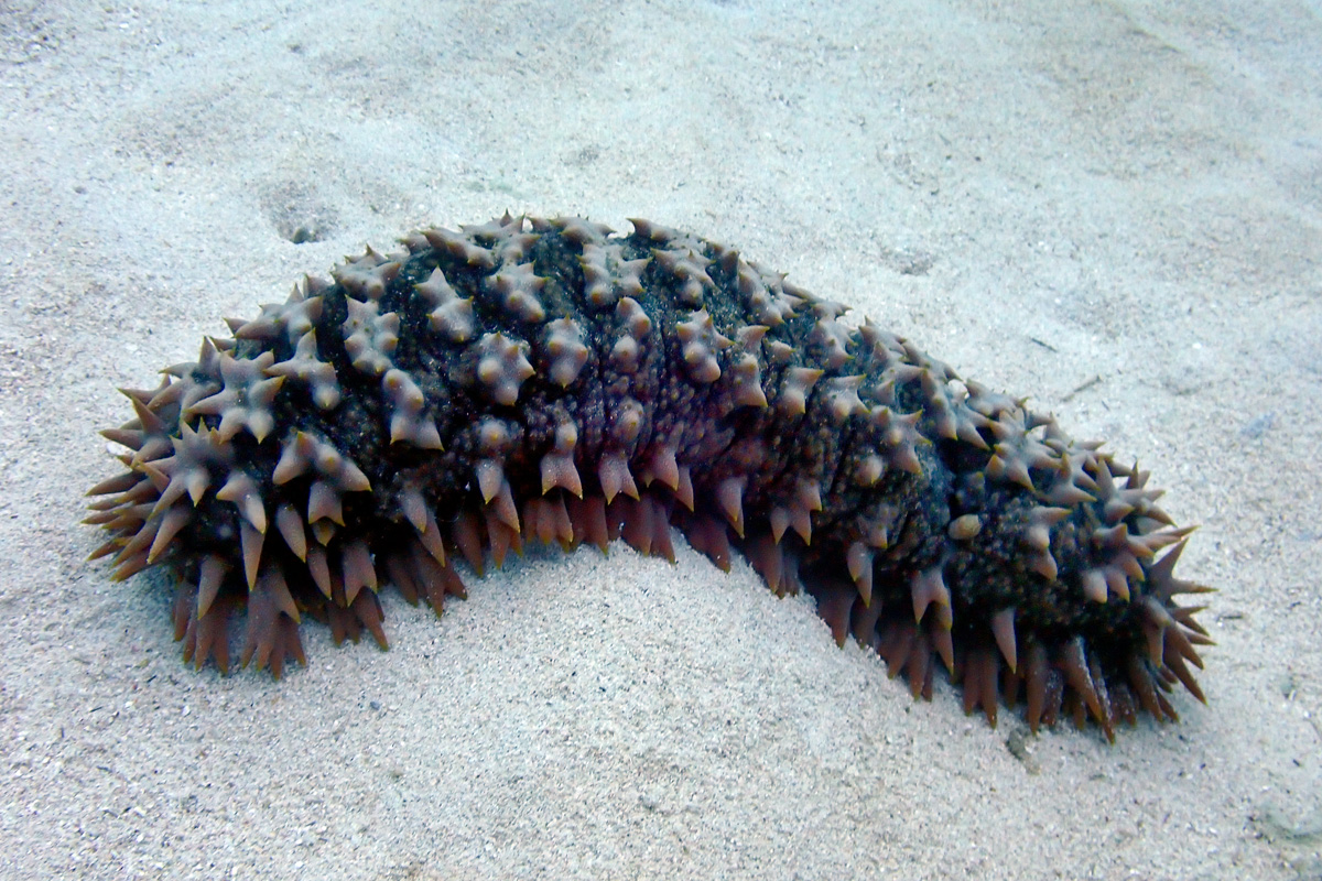 Pineapple Sea Cucumber バイカナマコ