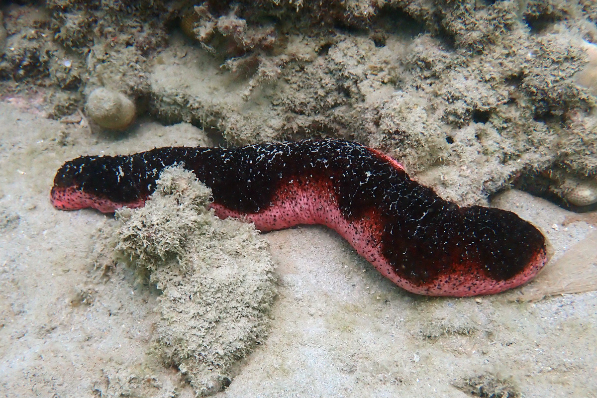 Pink Sea Cucumber アカミシキリ