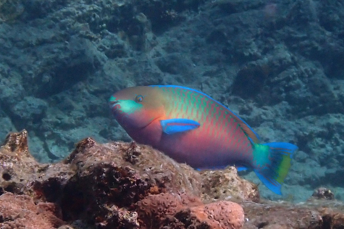 Quoy’s Parrotfish – レモンブダイ