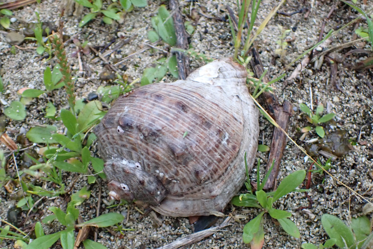 Veined Rapa Whelk アカニシ