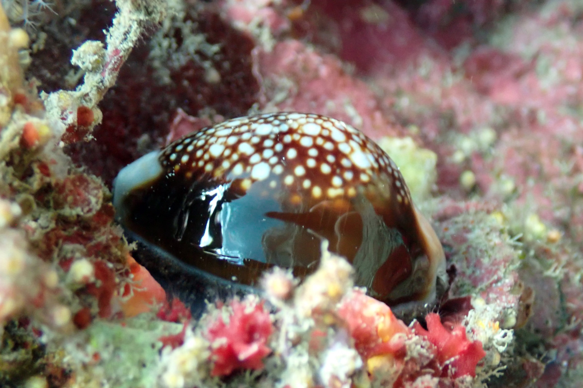 Snakehead Cowry ハナマルユキ