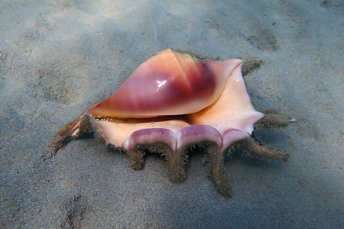 Spider Conch – クモガイ