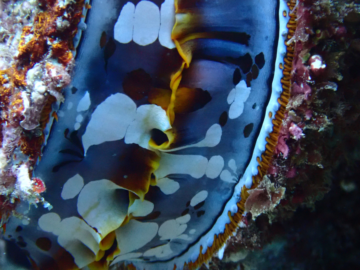 Spiny Oyster ミズイリショウジョウ