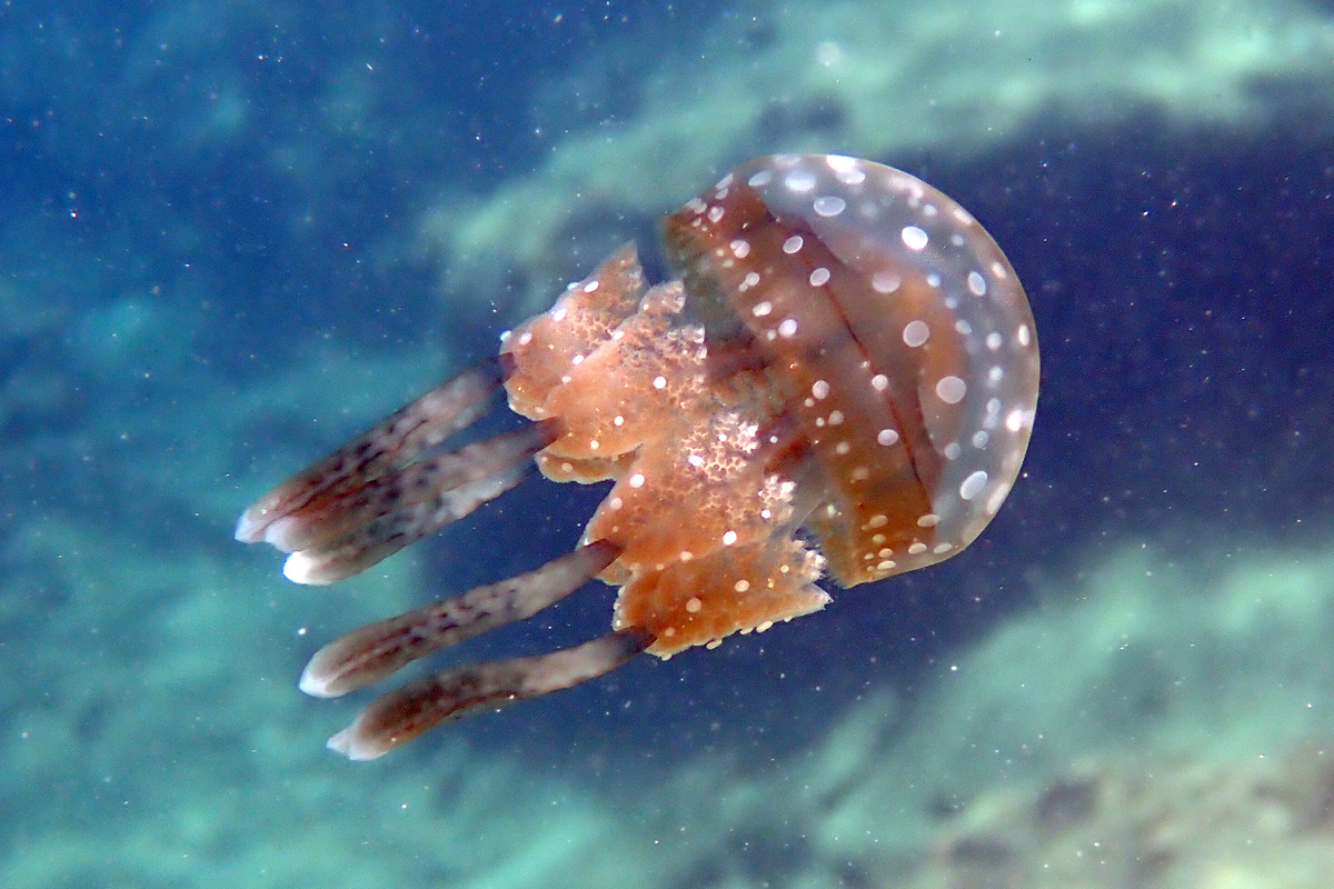 Spotted Lagoon Jellyfish タコクラゲ