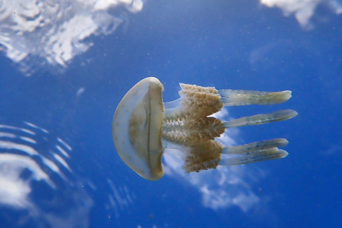 Jellyfish