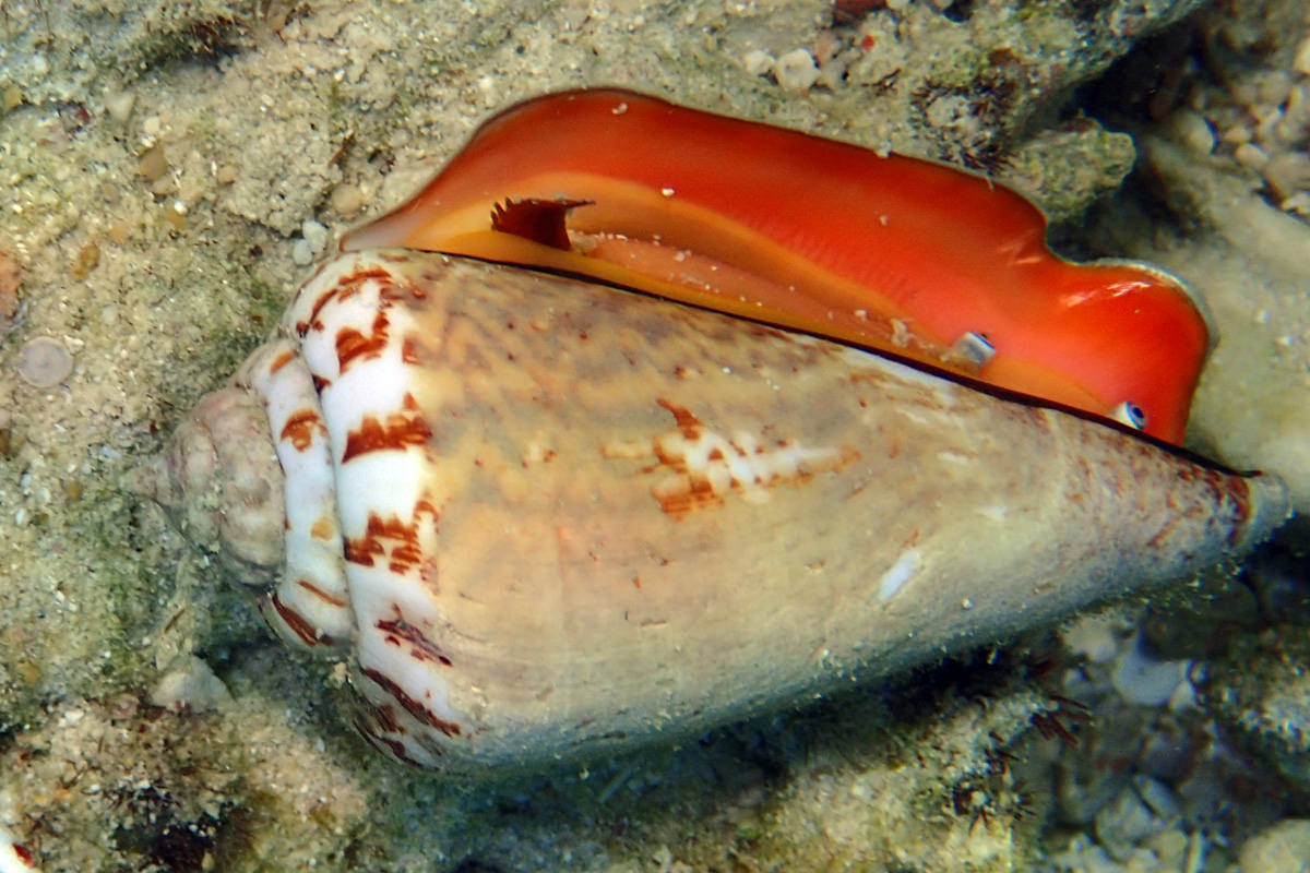 Strawberry Conch マガキガイ