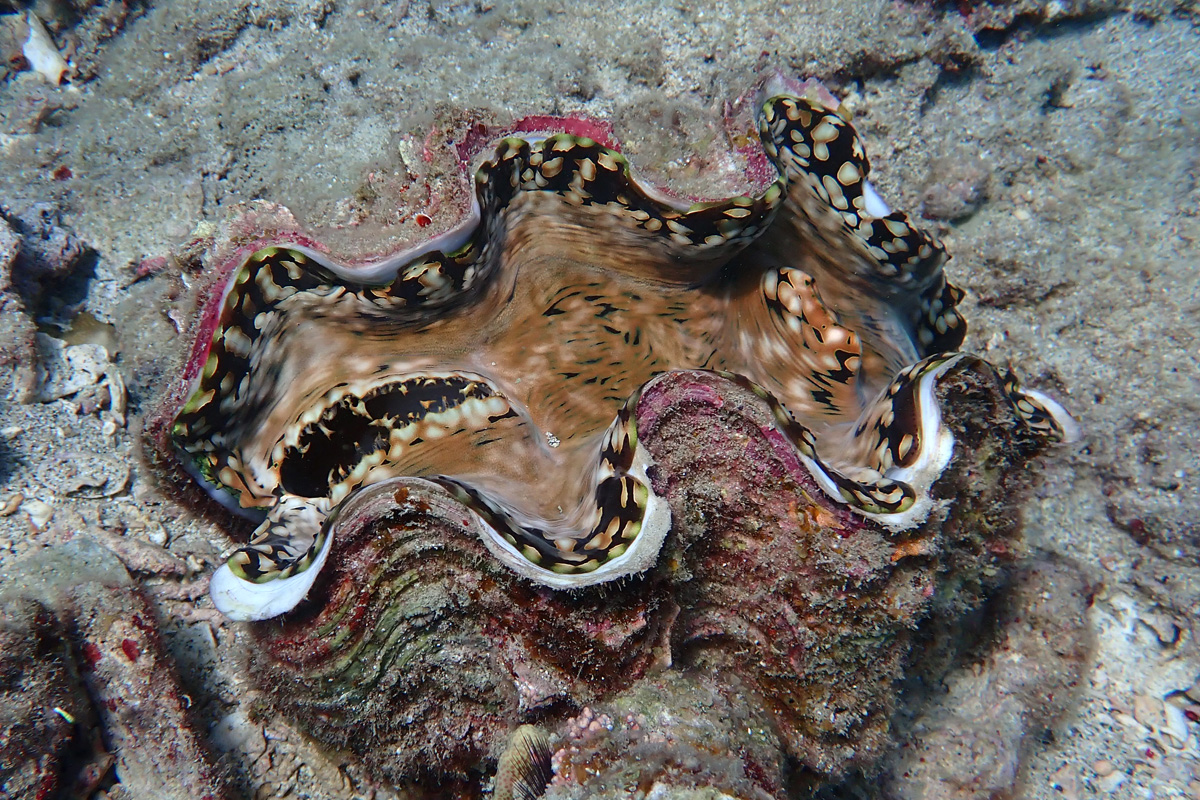 Giant Clams