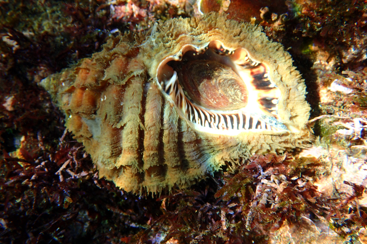 Giant Hairy Triton – カコボラ