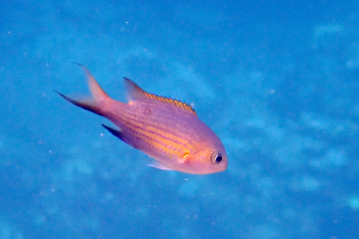 Vanderbilt’s Chromis ヒメスズメダイ