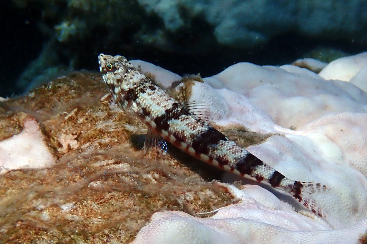 Variegated Lizardfish ヒトスジエソ