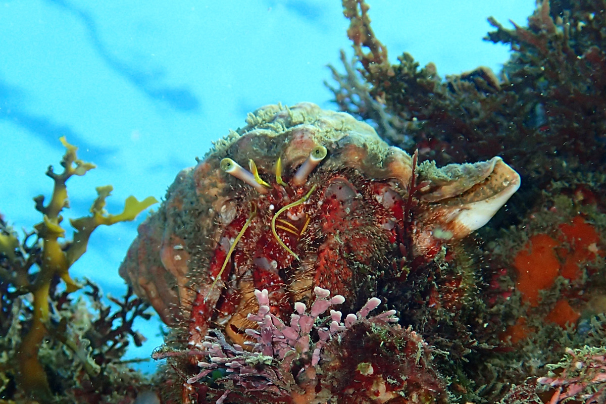 Mauve Eyed Hermit Crab イシダタミヤドカリ