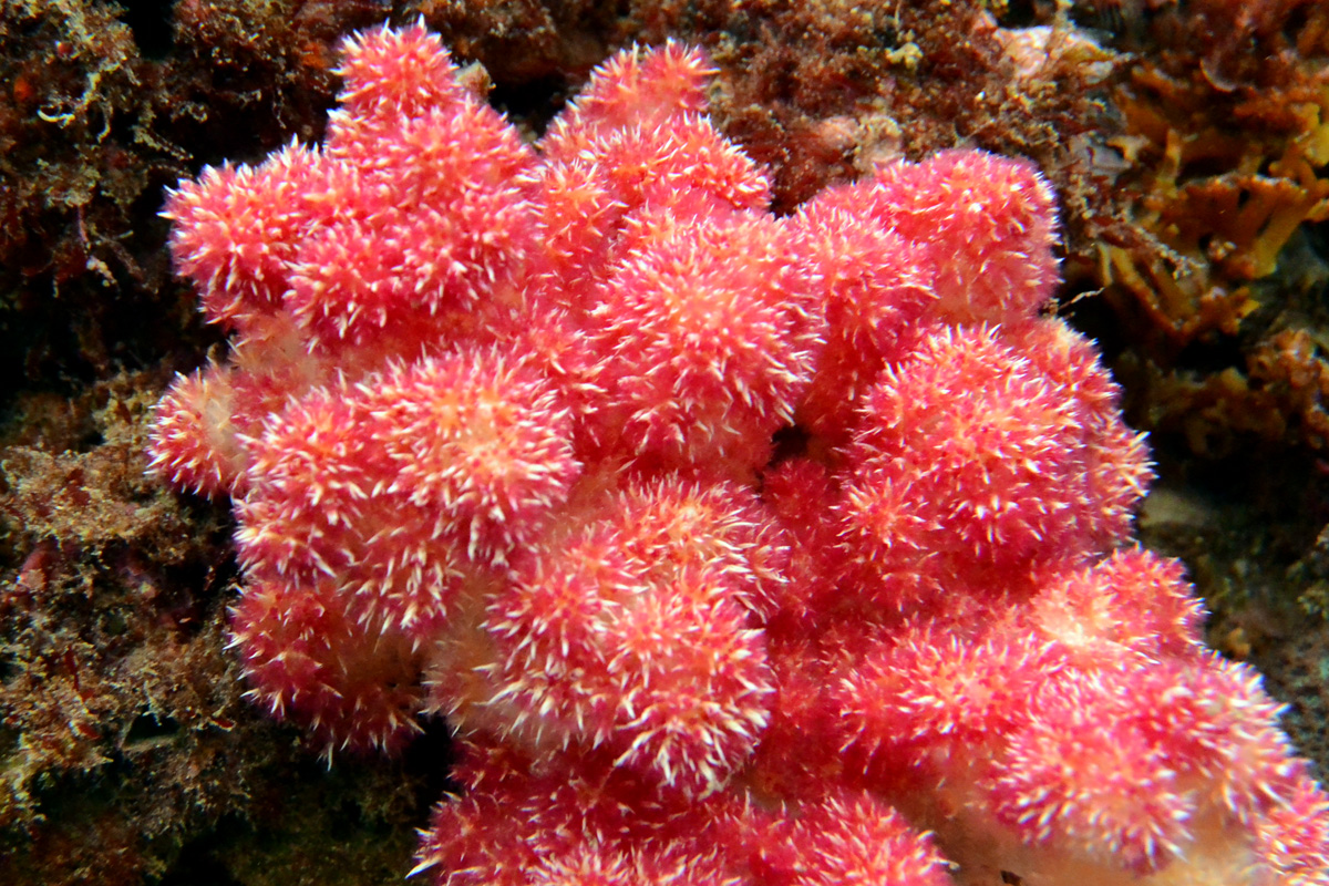 Red Soft Coral