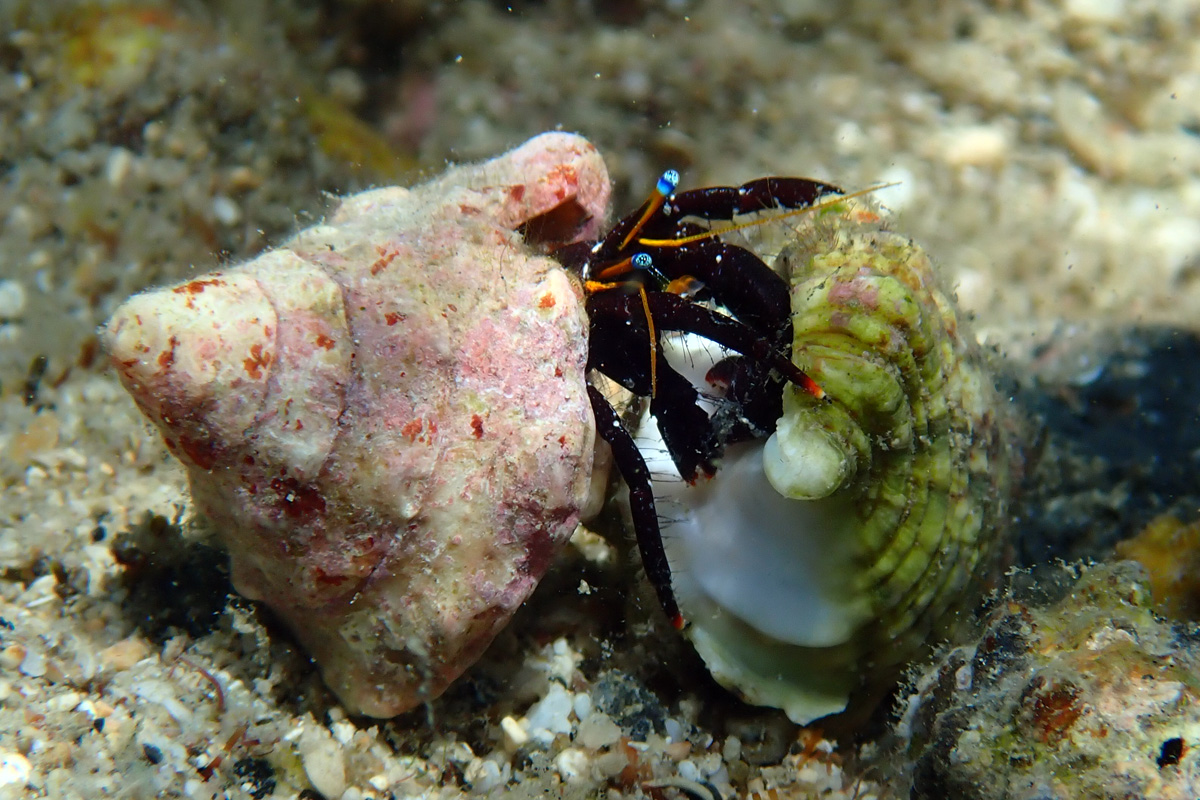 Gaimard’s Hermit Crab セグロサンゴヤドカリ