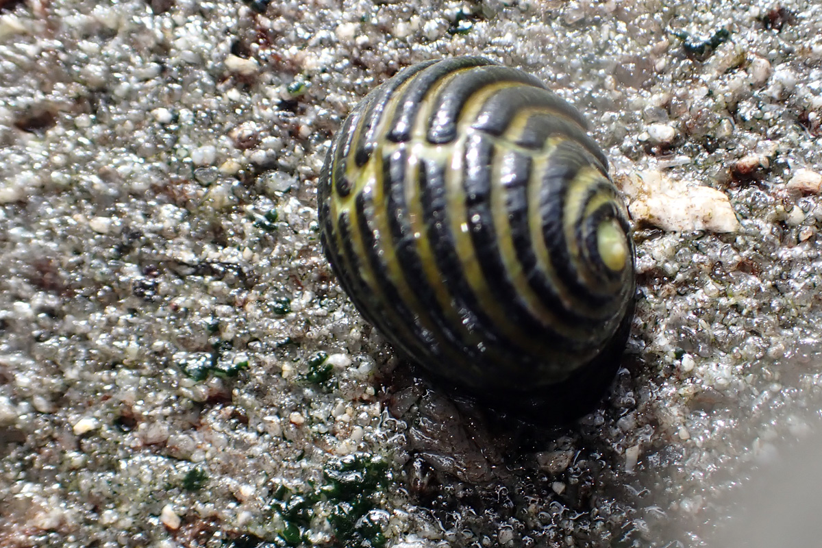 Costate Nerite フトスジアマガイ