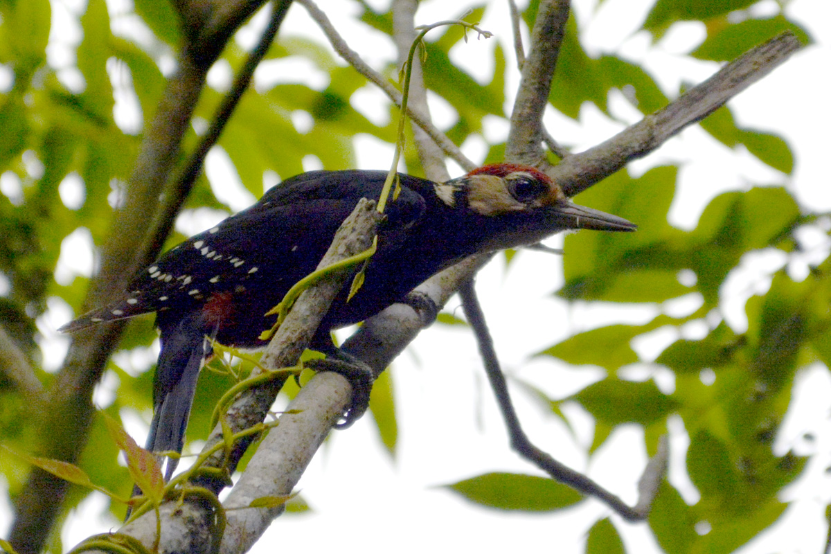 White-backed Woodpecker