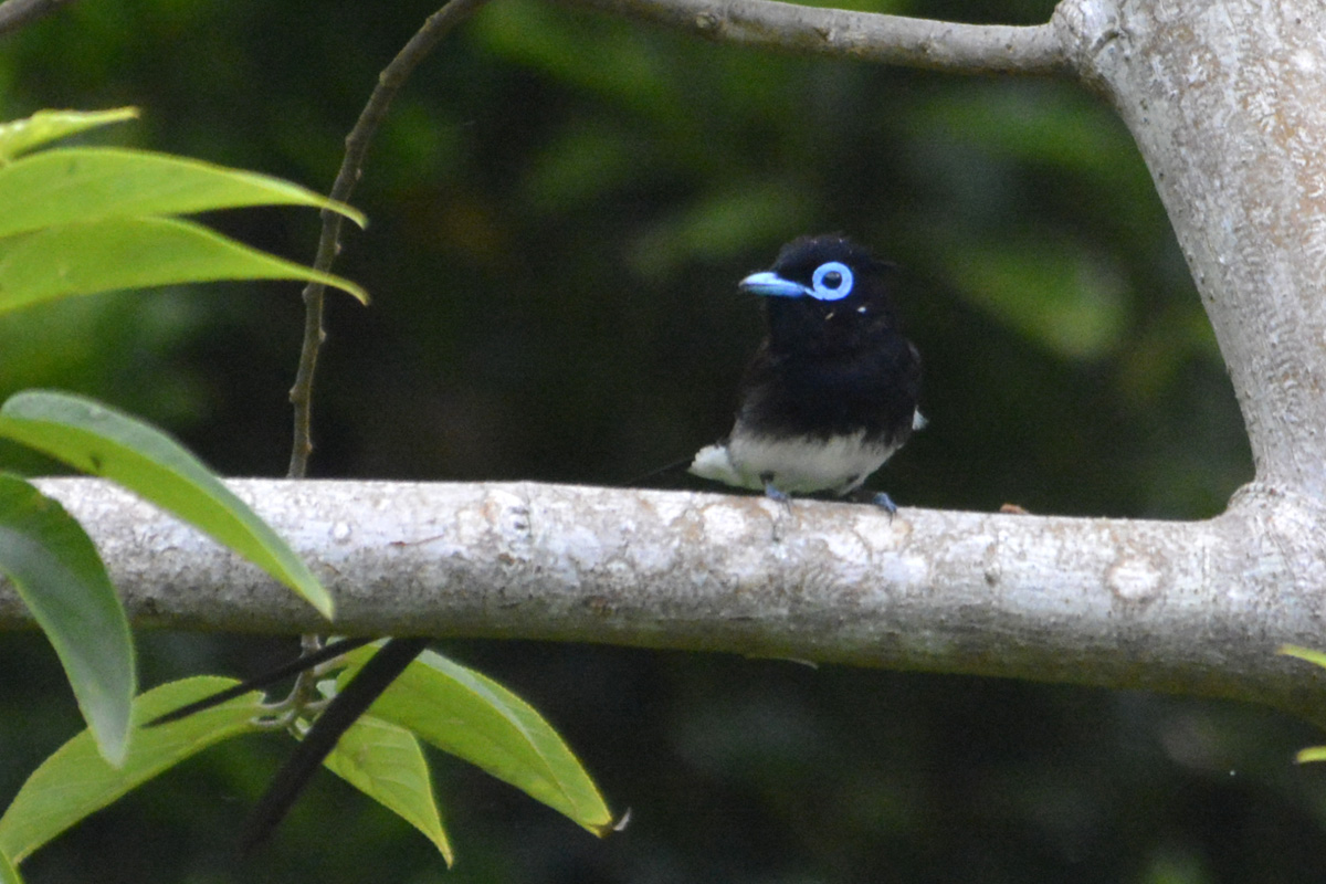 Japanese Paradise Flycatcher サンコウチョウ