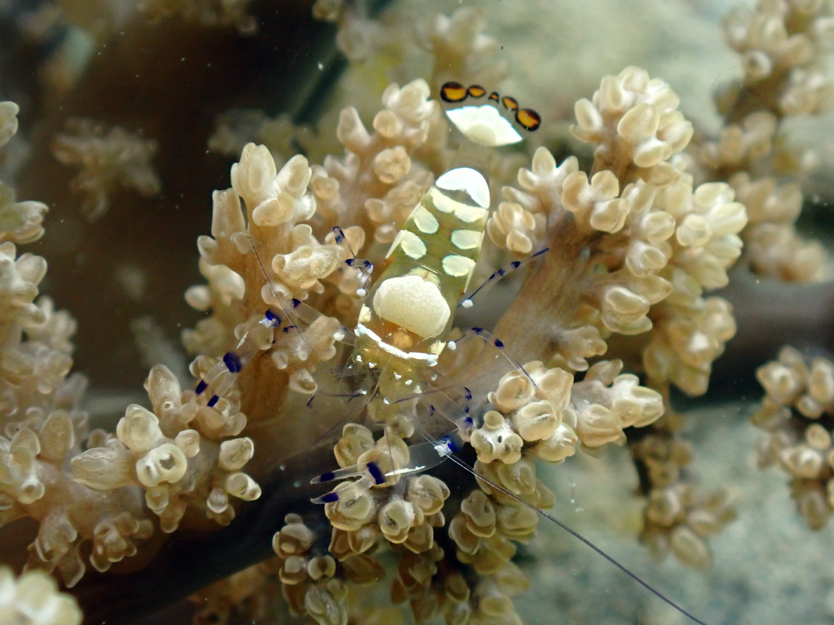 Peacock-tail Anemone Shrimp イソギンチャクカクレエビ