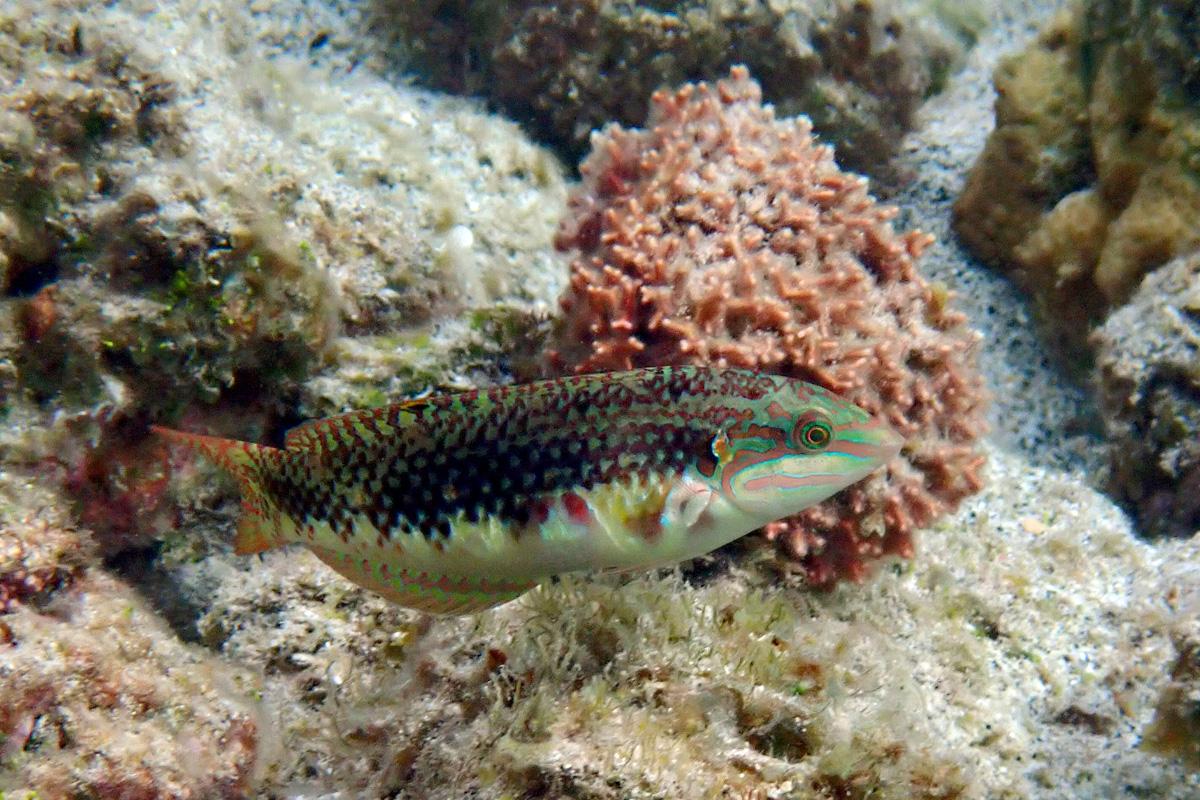 Pearly Wrasse アカニジベラ