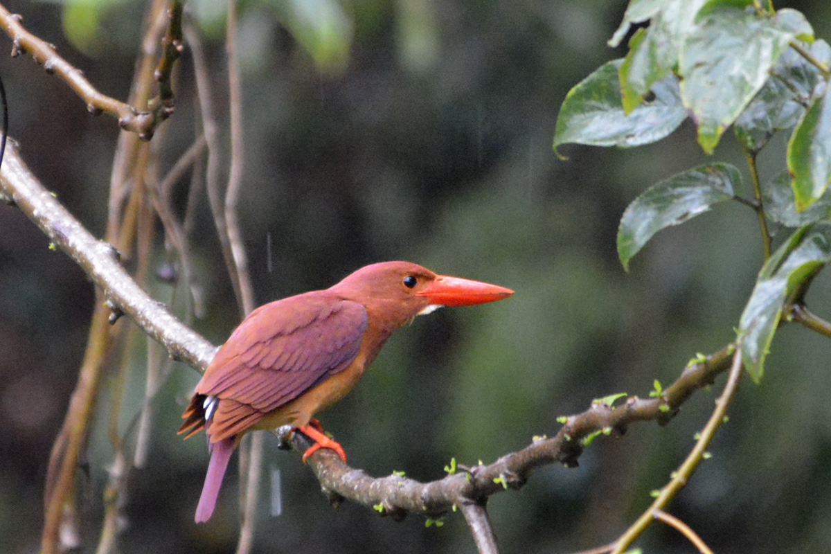 Ruddy Kingfisher – アカショウビン