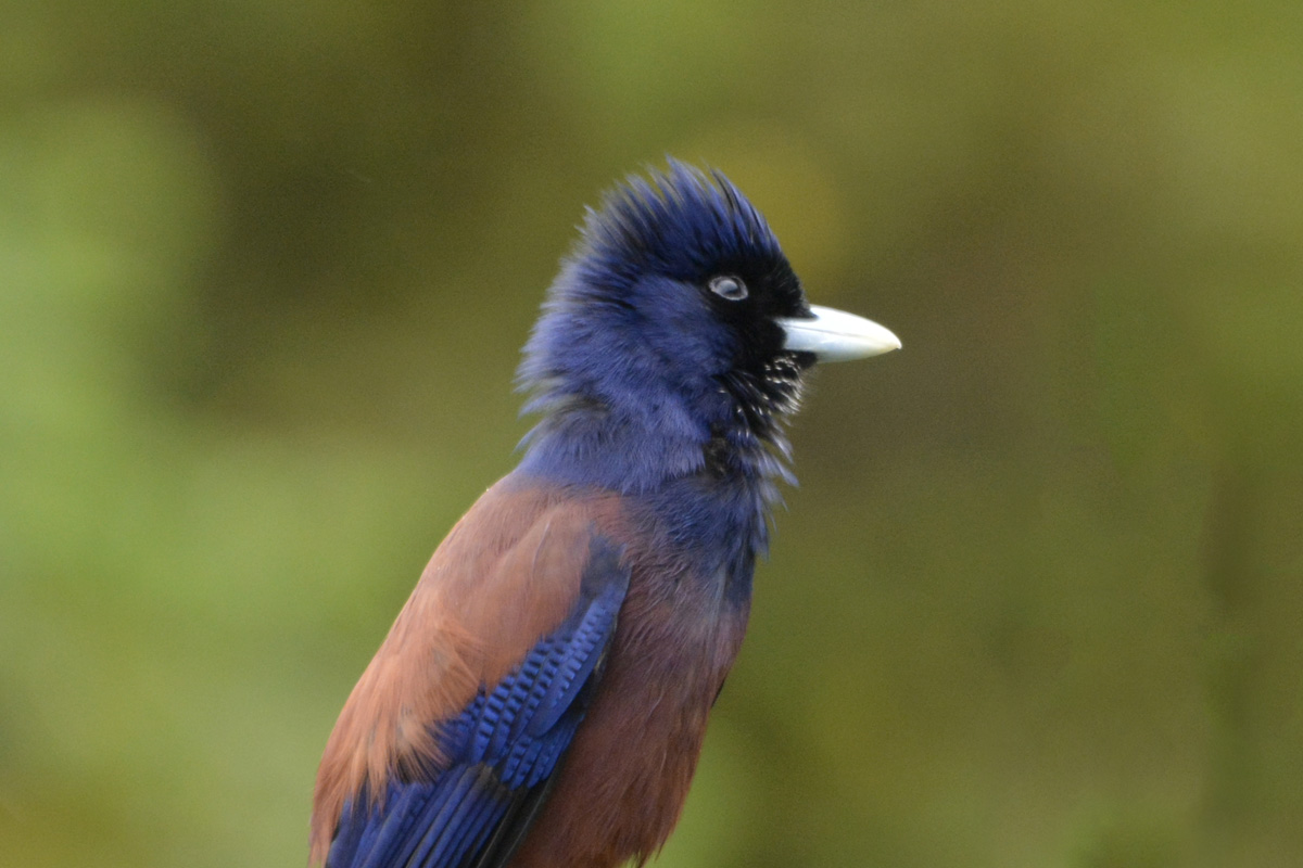 BIRDS OF JAPAN