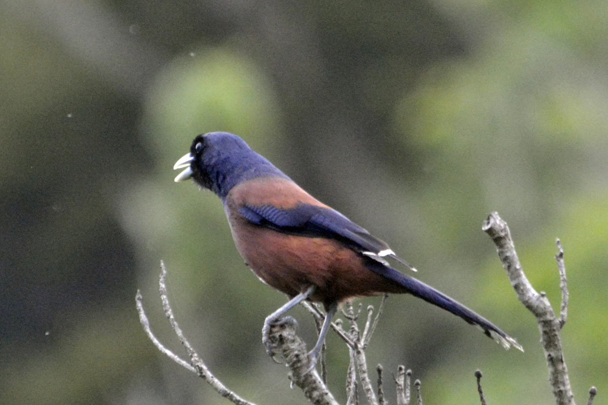 Lidth’s Jay ルリカケス