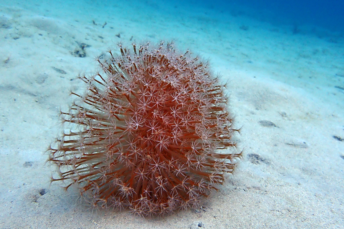 Sea Pens