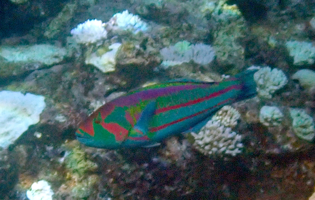 Surge Wrasse キヌベラ