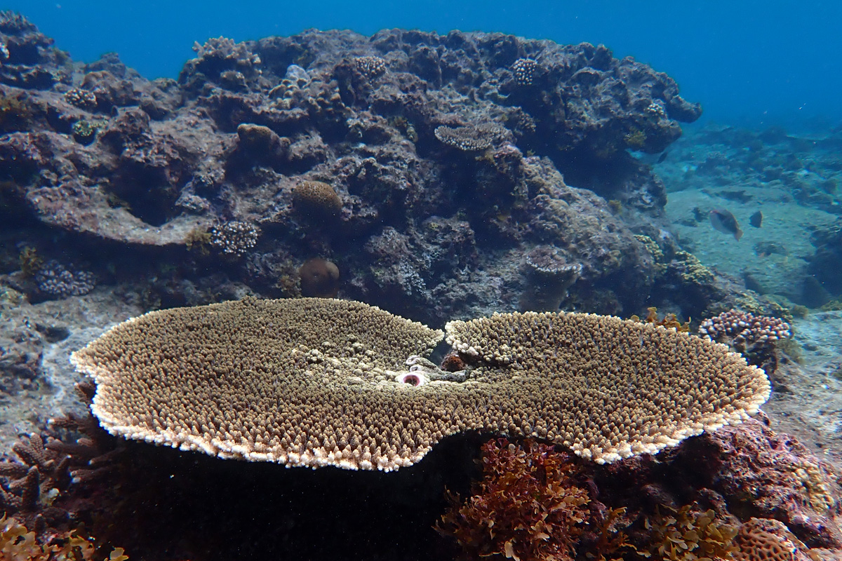 Table Coral