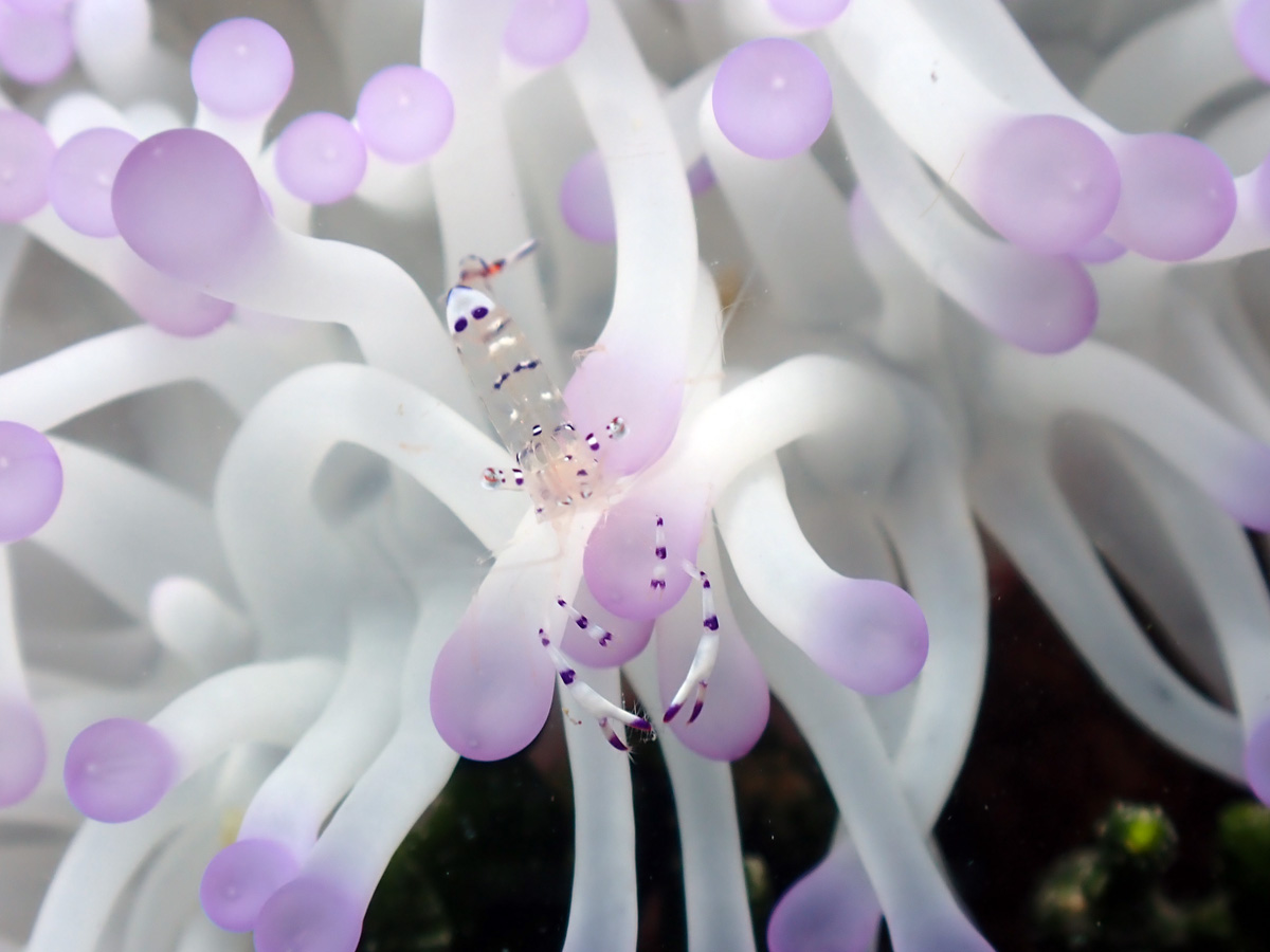 Tosa Anemone Shrimp トサカクレエビ