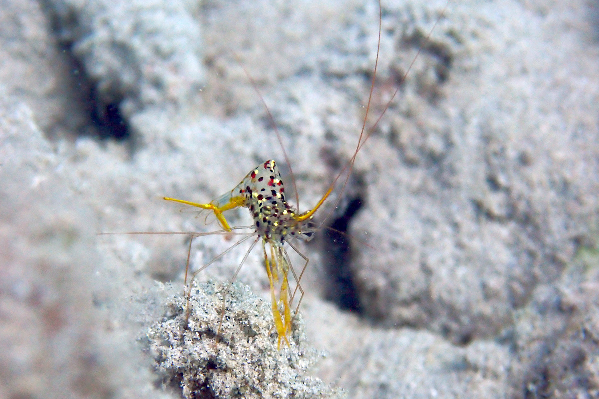 Arrow Cleaner Shrimp ミカヅキコモンエビ